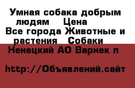 Умная собака добрым людям. › Цена ­ 100 - Все города Животные и растения » Собаки   . Ненецкий АО,Варнек п.